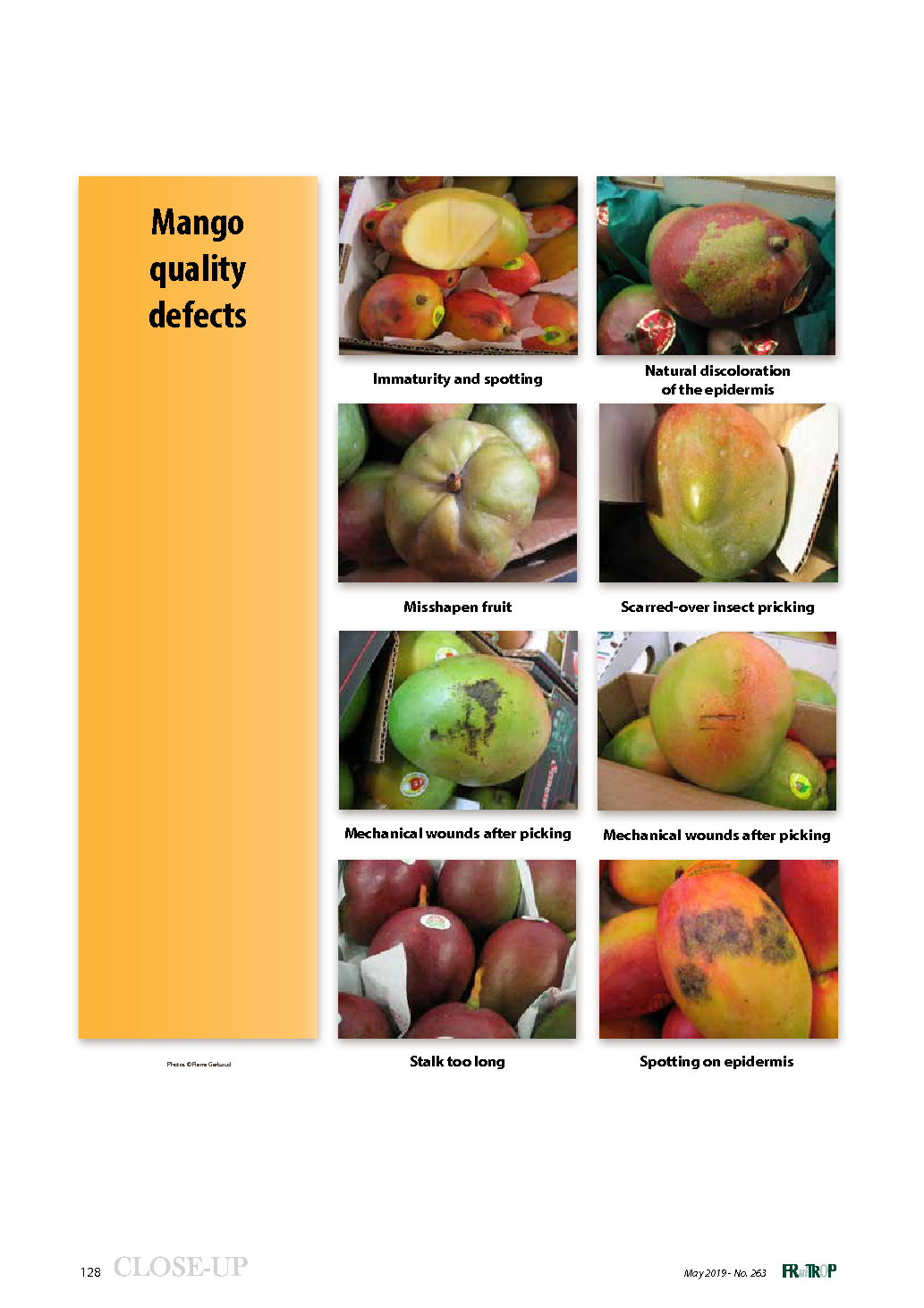 Mango quality defects